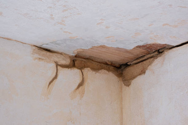 Best Professional water damage repair  in Jacksonville, AL
