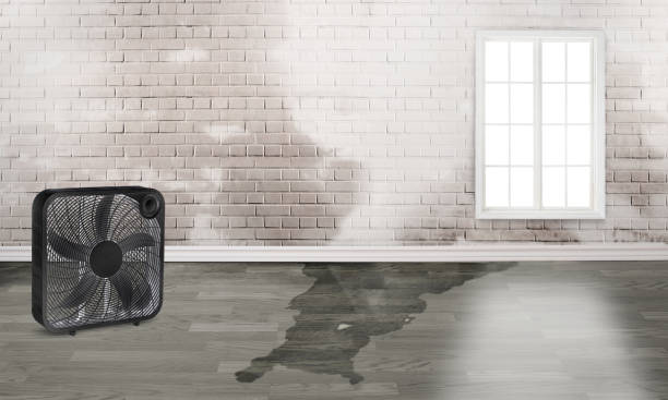 Best Flood damage cleanup  in Jacksonville, AL